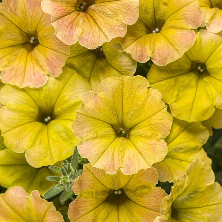 SUPERTUNIA® HONEY™ Petunia Order Annuals Online