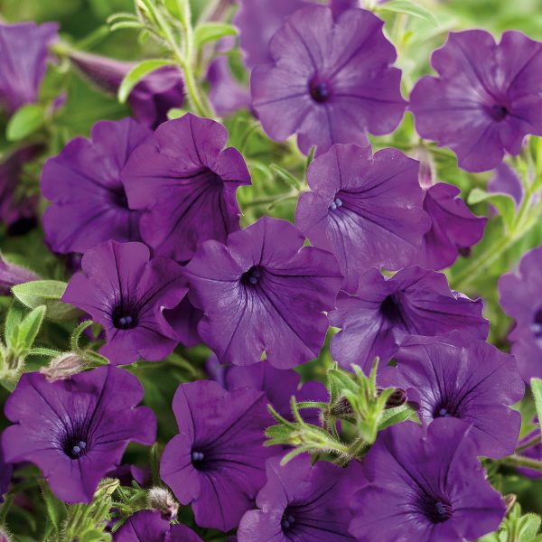 PETUNIA SUPERTUNIA INDIGO MINI VISTA PETUNIA