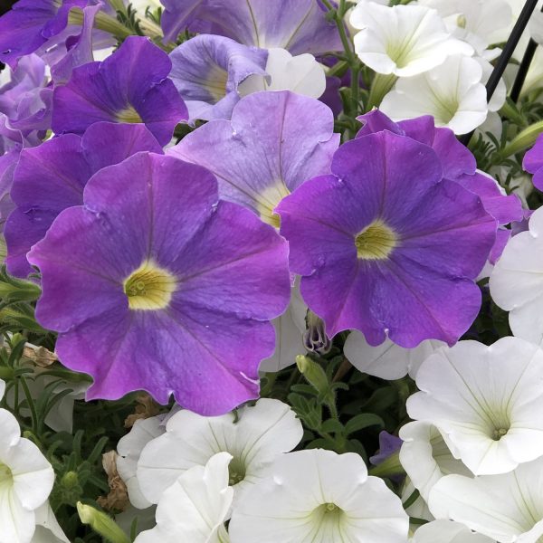 PETUNIA SUPERTUNIA LAVENDER SKIES PETUNIA