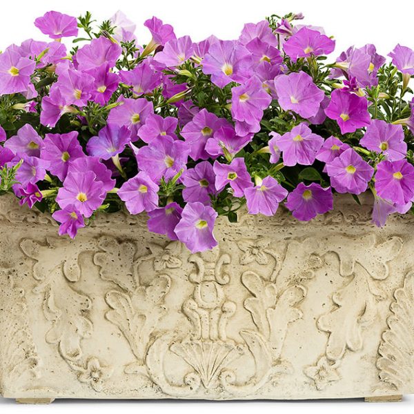 PETUNIA SUPERTUNIA LAVENDER SKIES PETUNIA