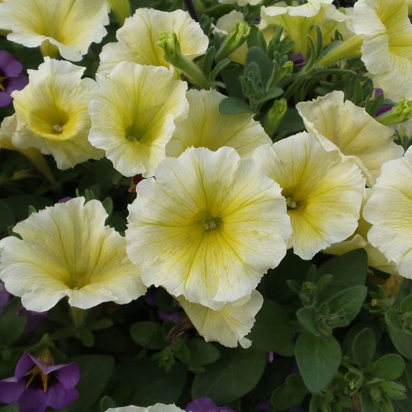 PETUNIA SUPERTUNIA LIMONCELLO PETUNIA