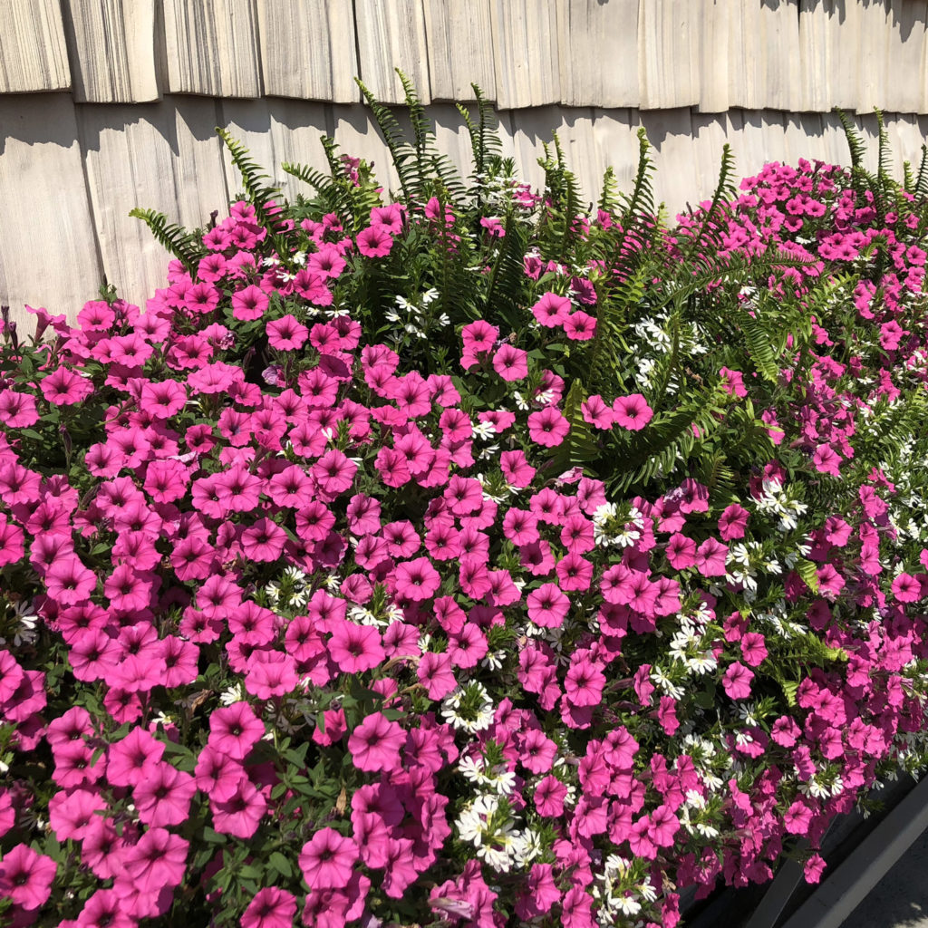 PETUNIA SUPERTUNIA MINI VISTA HOT PINK PETUNIA