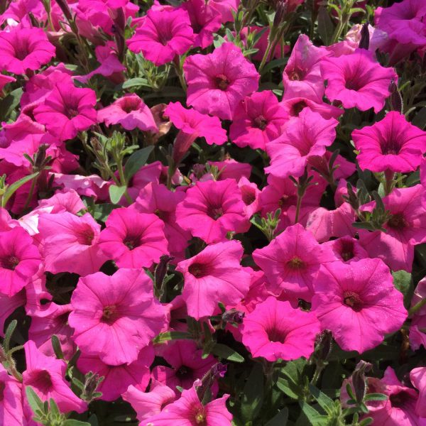 PETUNIA SUPERTUNIA MINI VISTA HOT PINK PETUNIA