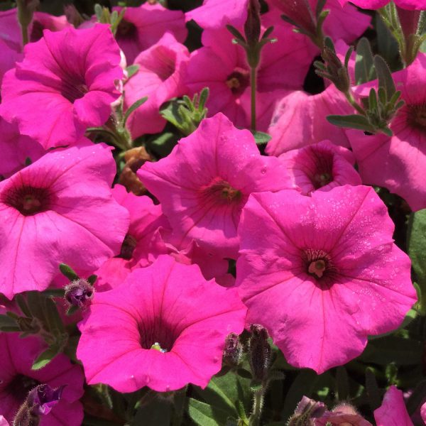 PETUNIA SUPERTUNIA MINI VISTA HOT PINK PETUNIA