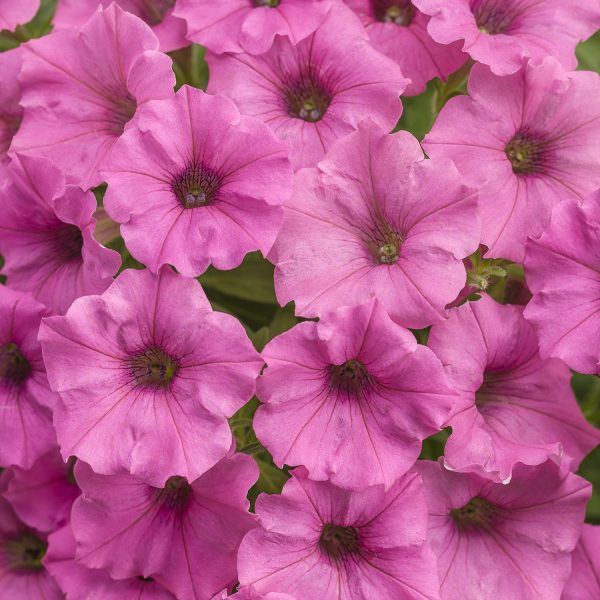 PETUNIA SUPERTUNIA MINI VISTA HOT PINK PETUNIA