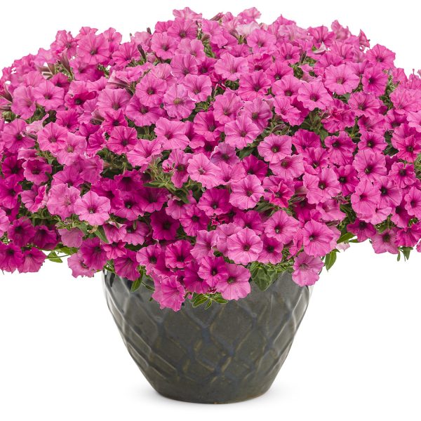 PETUNIA SUPERTUNIA MINI VISTA HOT PINK PETUNIA