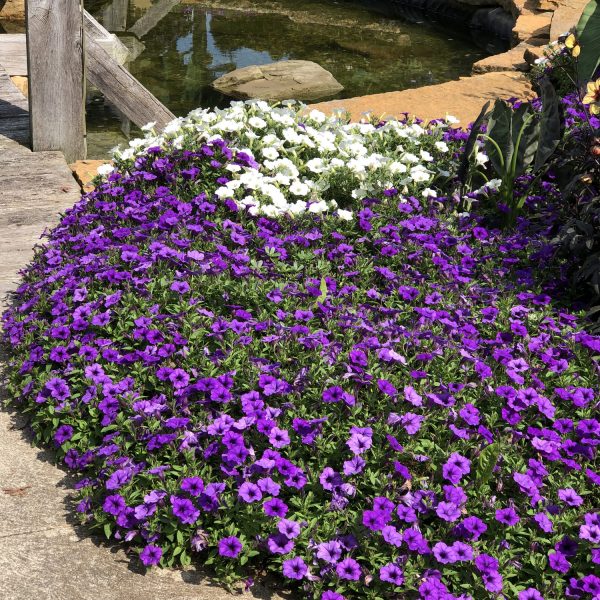 PETUNIA SUPERTUNIA MINI VISTA INDIGO PETUNIA