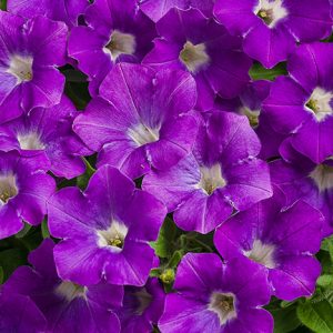 PETUNIA SUPERTUNIA MINI VISTA MORNING GLORY PETUNIA