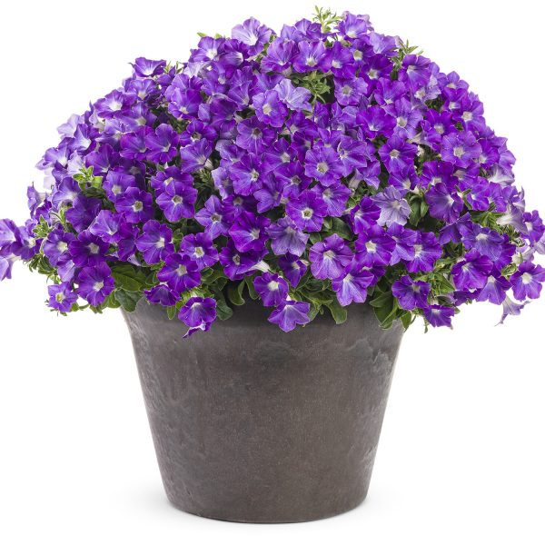 PETUNIA SUPERTUNIA MINI VISTA MORNING GLORY PETUNIA