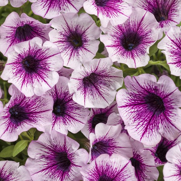 PETUNIA SUPERTUNIA MINI VISTA MULBERRY PETUNIA