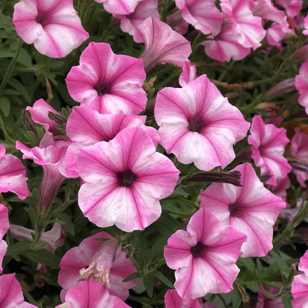 PETUNIA SUPERTUNIA MINI VISTA PINK STAR PETUNIA