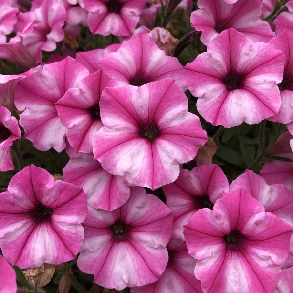 PETUNIA SUPERTUNIA MINI VISTA PINK STAR PETUNIA