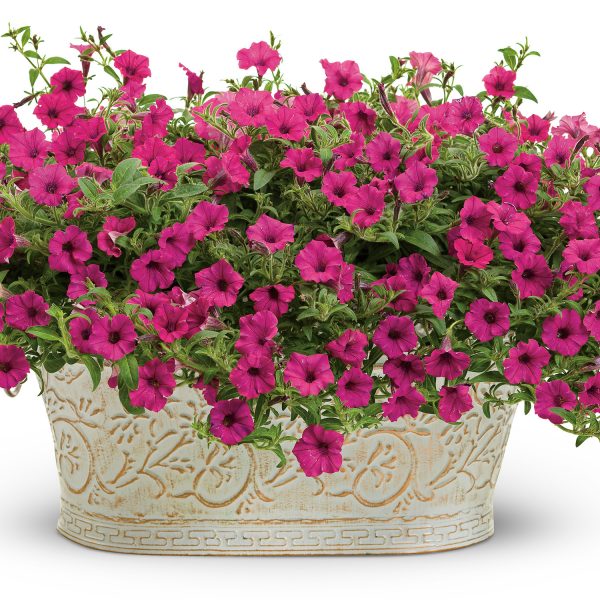 PETUNIA SUPERTUNIA MINI VISTA SANGRIA PETUNIA