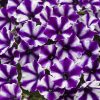 PETUNIA SUPERTUNIA MINI VISTA VIOLET STAR PETUNIA