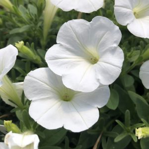 PETUNIA SUPERTUNIA MINI VISTA WHITE PETUNIA