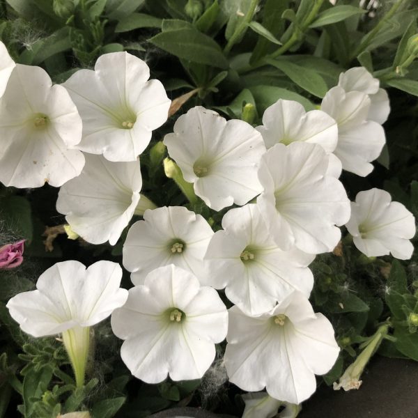 PETUNIA SUPERTUNIA MINI VISTA WHITE PETUNIA