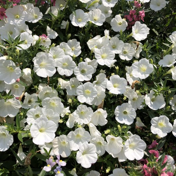 PETUNIA SUPERTUNIA MINI VISTA WHITE PETUNIA