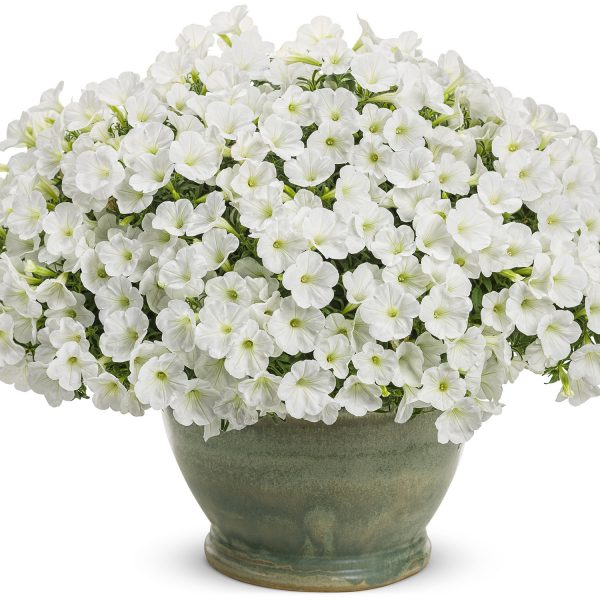 PETUNIA SUPERTUNIA MINI VISTA WHITE PETUNIA