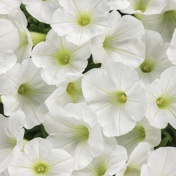 PETUNIA SUPERTUNIA MINI VISTA WHITE PETUNIA