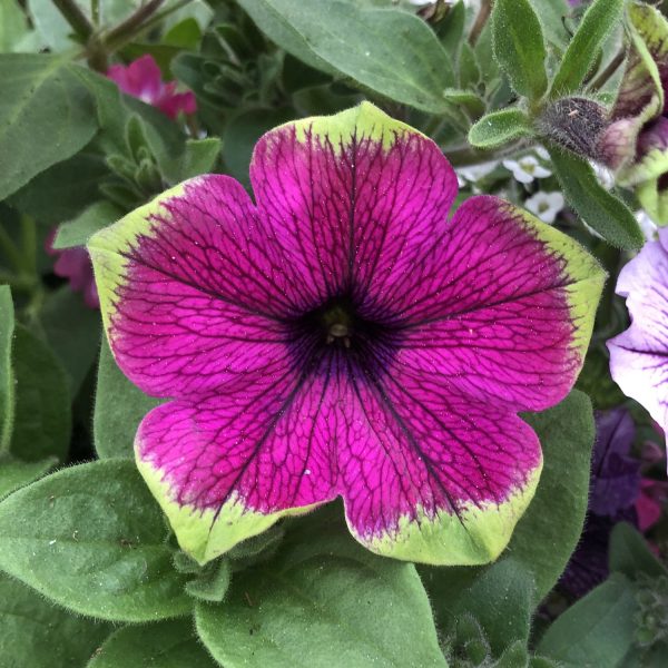 PETUNIA SUPERTUNIA PICASSO IN PURPLE PETUNIA