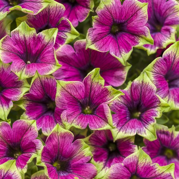 PETUNIA SUPERTUNIA PICASSO IN PURPLE PETUNIA