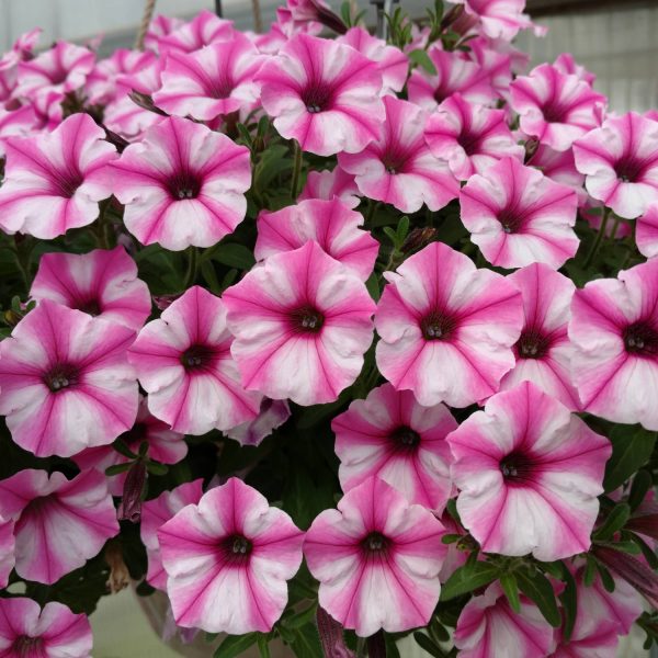 PETUNIA SUPERTUNIA PINK STAR MINI VISTA PETUNIA