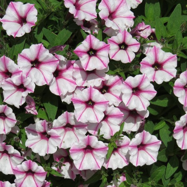 PETUNIA SUPERTUNIA PINK STAR MINI VISTA PETUNIA