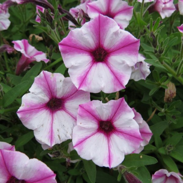 PETUNIA SUPERTUNIA PINK STAR MINI VISTA PETUNIA