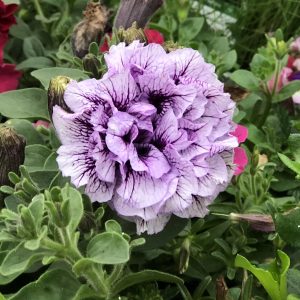 PETUNIA SUPERTUNIA PRISCILLA PETUNIA