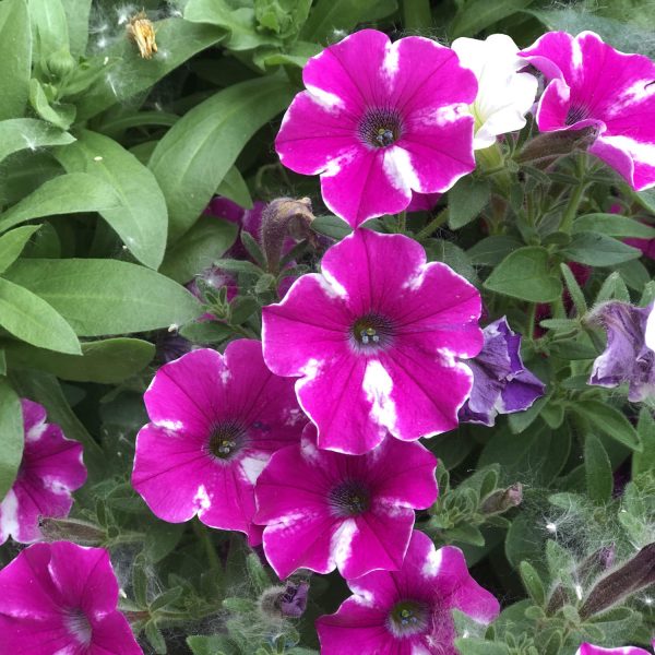 PETUNIA SUPERTUNIA RASPBERRY RUSH PETUNIA