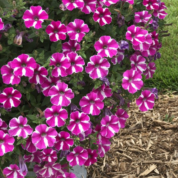 PETUNIA SUPERTUNIA RASPBERRY RUSH PETUNIA