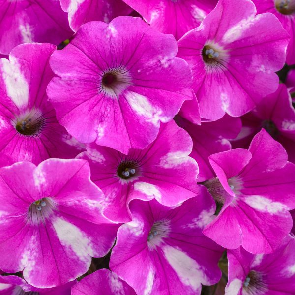 PETUNIA SUPERTUNIA RASPBERRY RUSH PETUNIA