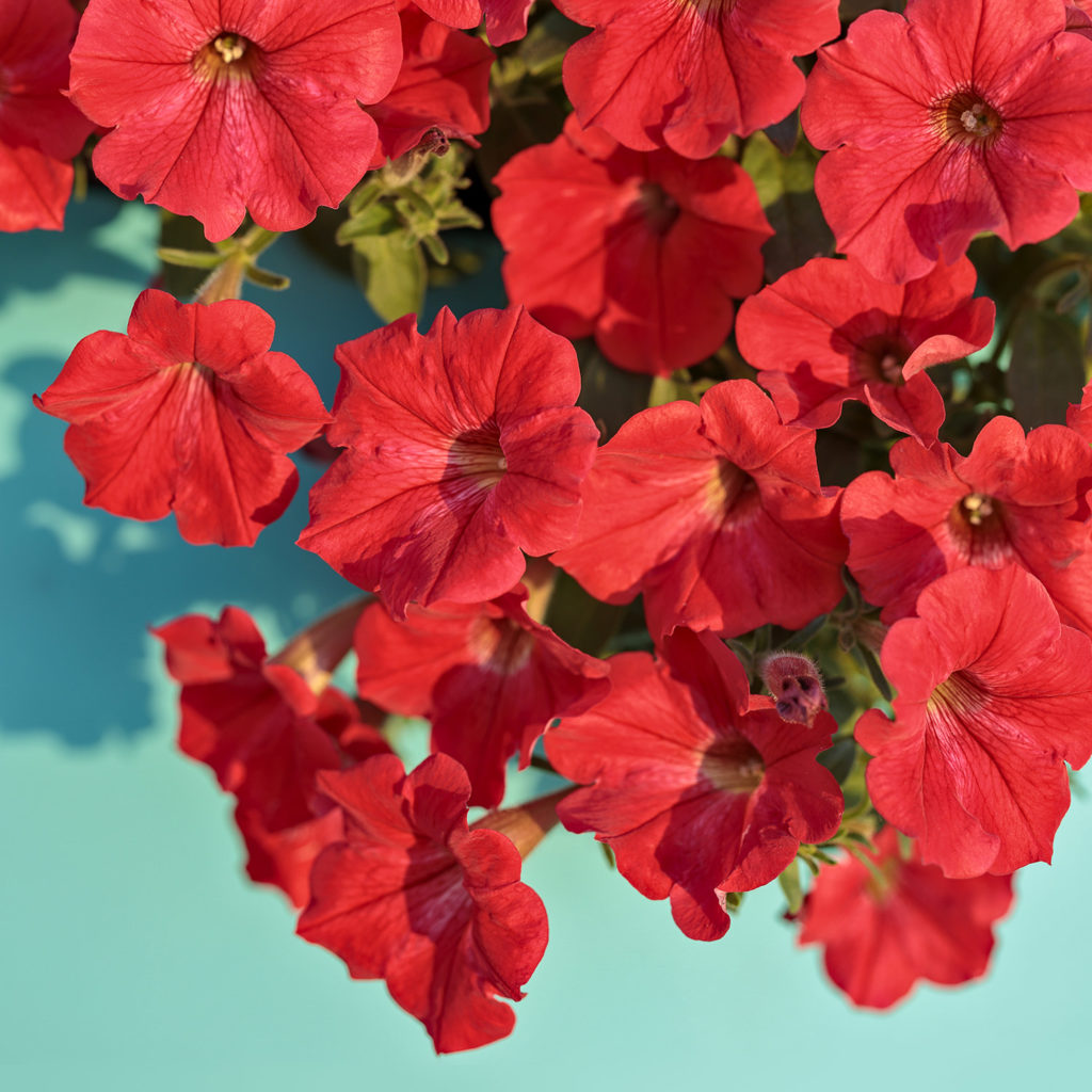 PETUNIA SUPERTUNIA REALLY RED PETUNIA