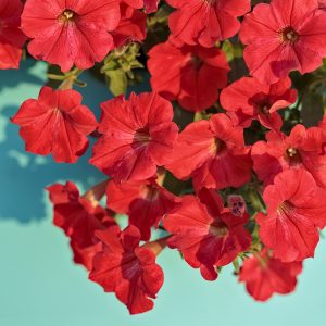 PETUNIA SUPERTUNIA REALLY RED PETUNIA