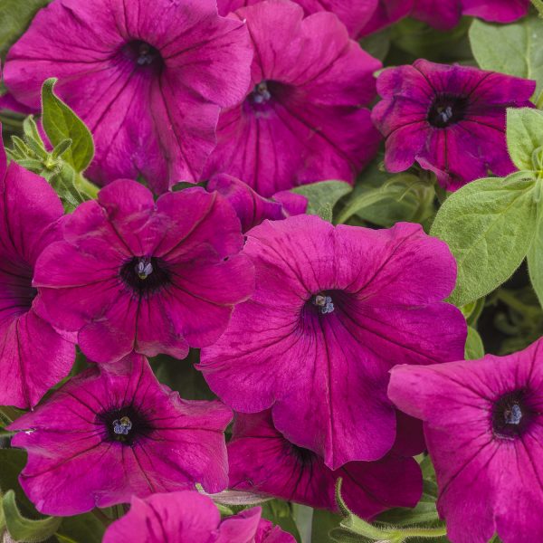 PETUNIA SUPERTUNIA ROYAL MAGENTA PETUNIA