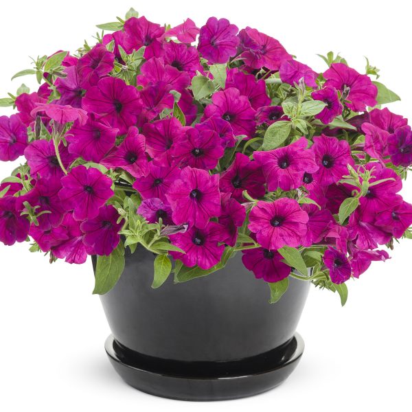 PETUNIA SUPERTUNIA ROYAL MAGENTA PETUNIA