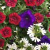 PETUNIA SUPERTUNIA ROYAL VELVET PETUNIA