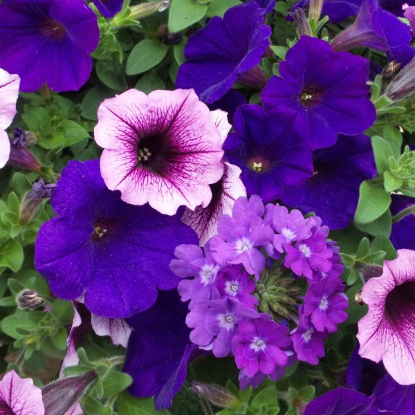 PETUNIA SUPERTUNIA ROYAL VELVET PETUNIA