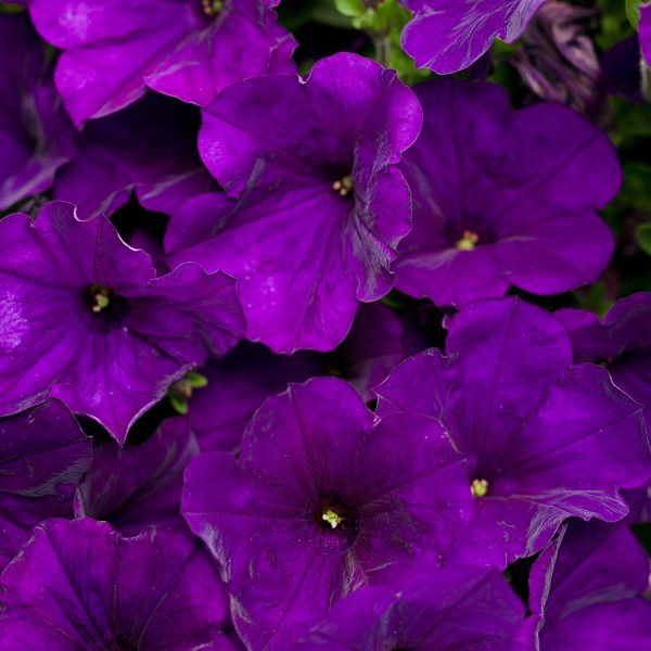 PETUNIA SUPERTUNIA ROYAL VELVET PETUNIA