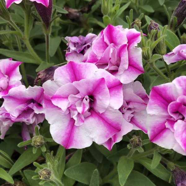 PETUNIA SUPERTUNIA SHARON DOUBLE PETUNIA