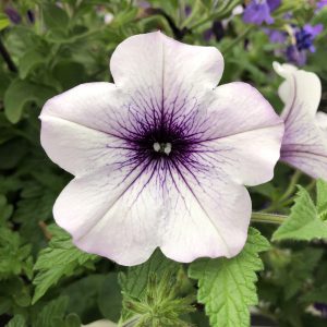 PETUNIA SUPERTUNIA TRAILING BLUE VEINED PETUNIA