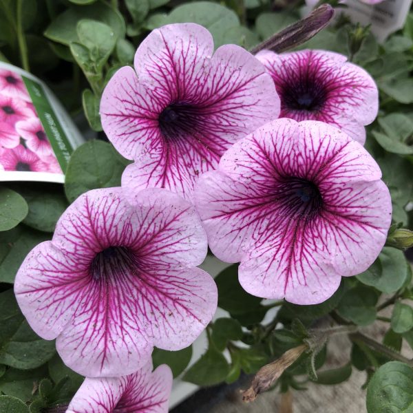 PETUNIA SUPERTUNIA TRAILING ROSE VEINED PETUNIA