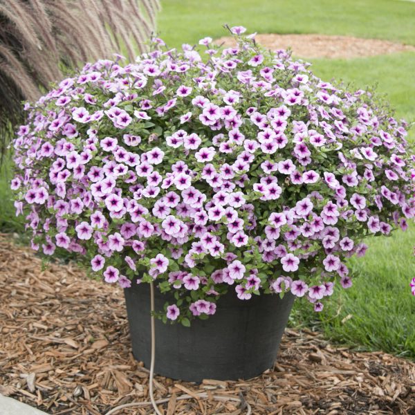 PETUNIA SUPERTUNIA TRAILING ROSE VEINED PETUNIA