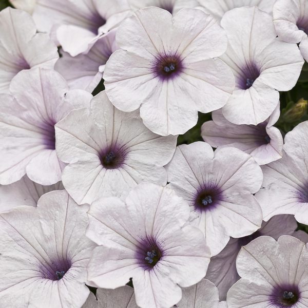 PETUNIA SUPERTUNIA TRAILING SILVER PETUNIA