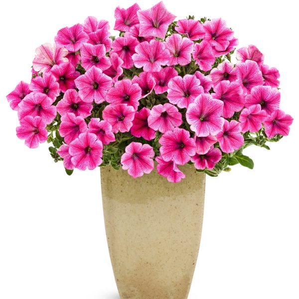 PETUNIA SUPERTUNIA TRAILING STRAWBERRY PINK VEINED PETUNIA