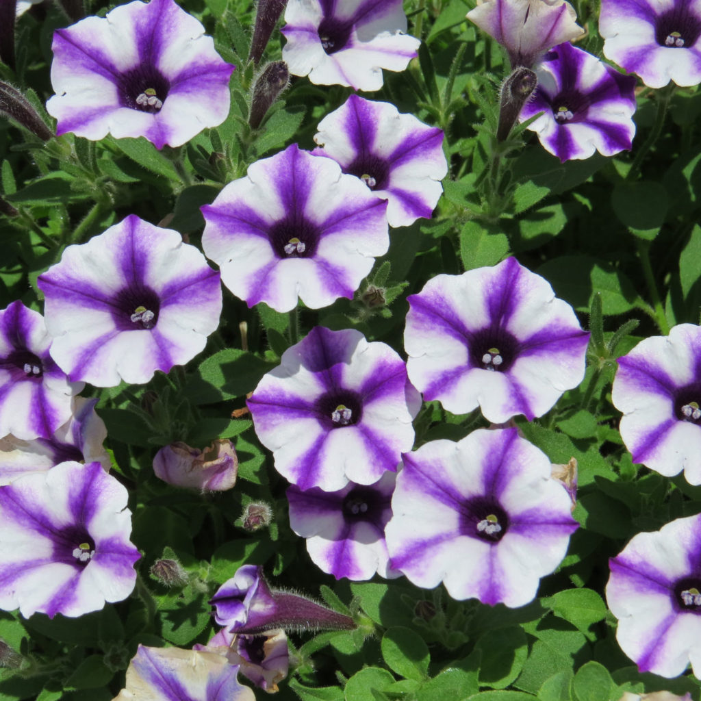 SUPERTUNIA® 'Mini Vista Violet Star' Petunia - Garden Crossings