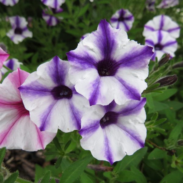 PETUNIA SUPERTUNIA VIOLET STAR MINI VISTA PETUNIA