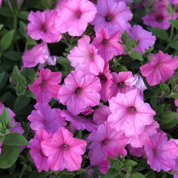 PETUNIA SUPERTUNIA VISTA BUBBLEGUM PETUNIA