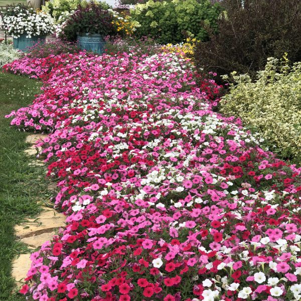 PETUNIA SUPERTUNIA VISTA BUBBLEGUM PETUNIA