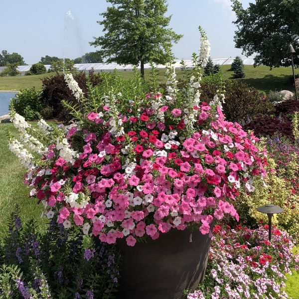 PETUNIA SUPERTUNIA VISTA BUBBLEGUM PETUNIA